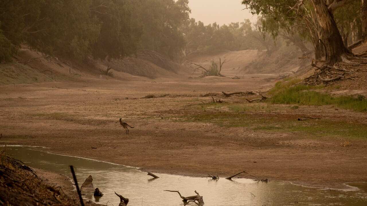 A kangaroo on the dry bed of the Darling river in February 2020.