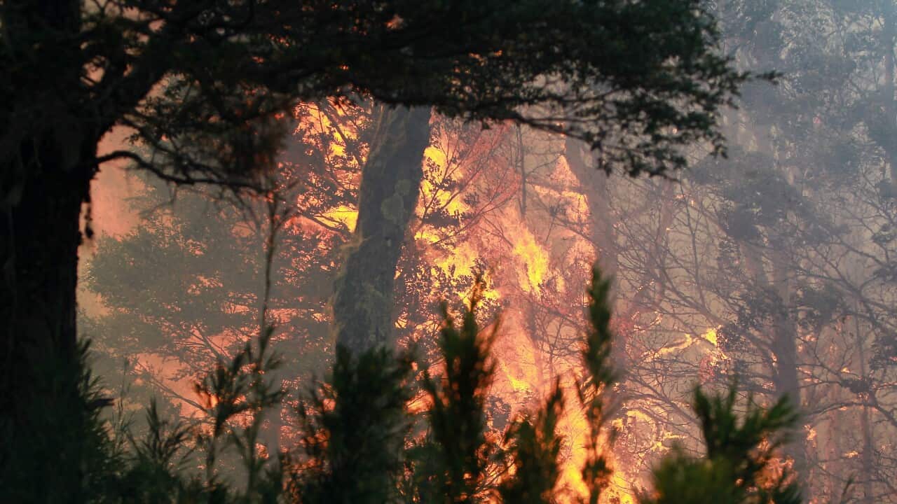 Chile wildfires damage unique flora, fauna