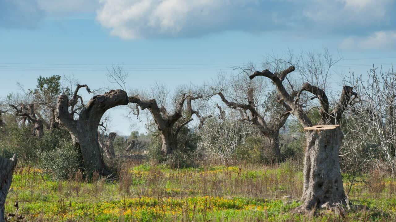Olive trees diseased by Xylella fastidiosa in Puglia, ready for explantation