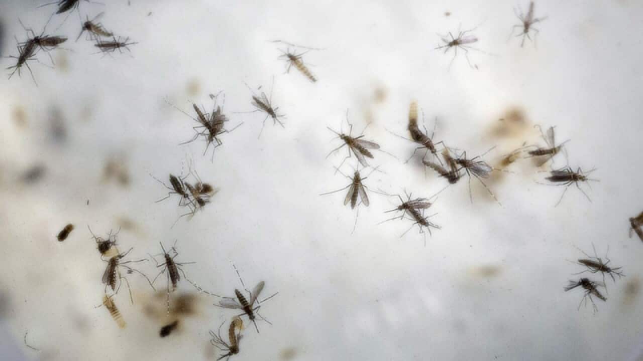 Aedes aegypti mosquitoes