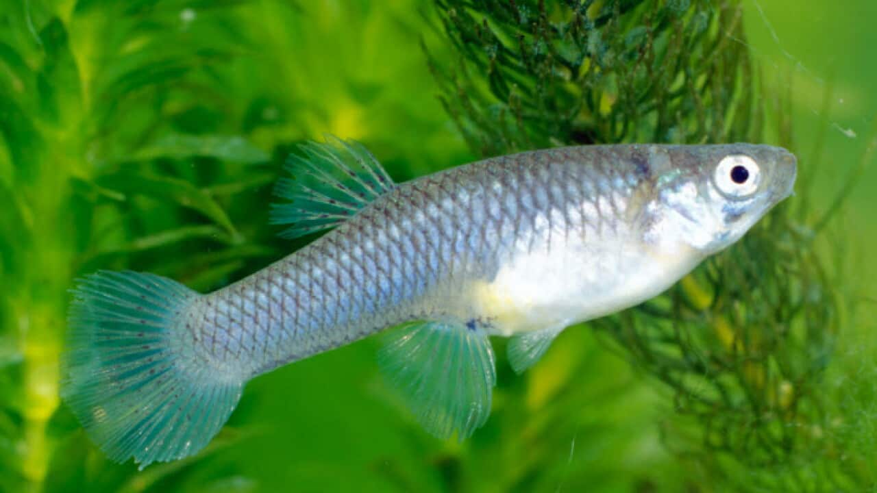 Traditional Owners eradicate toxic fish in Darwin | SBS NITV