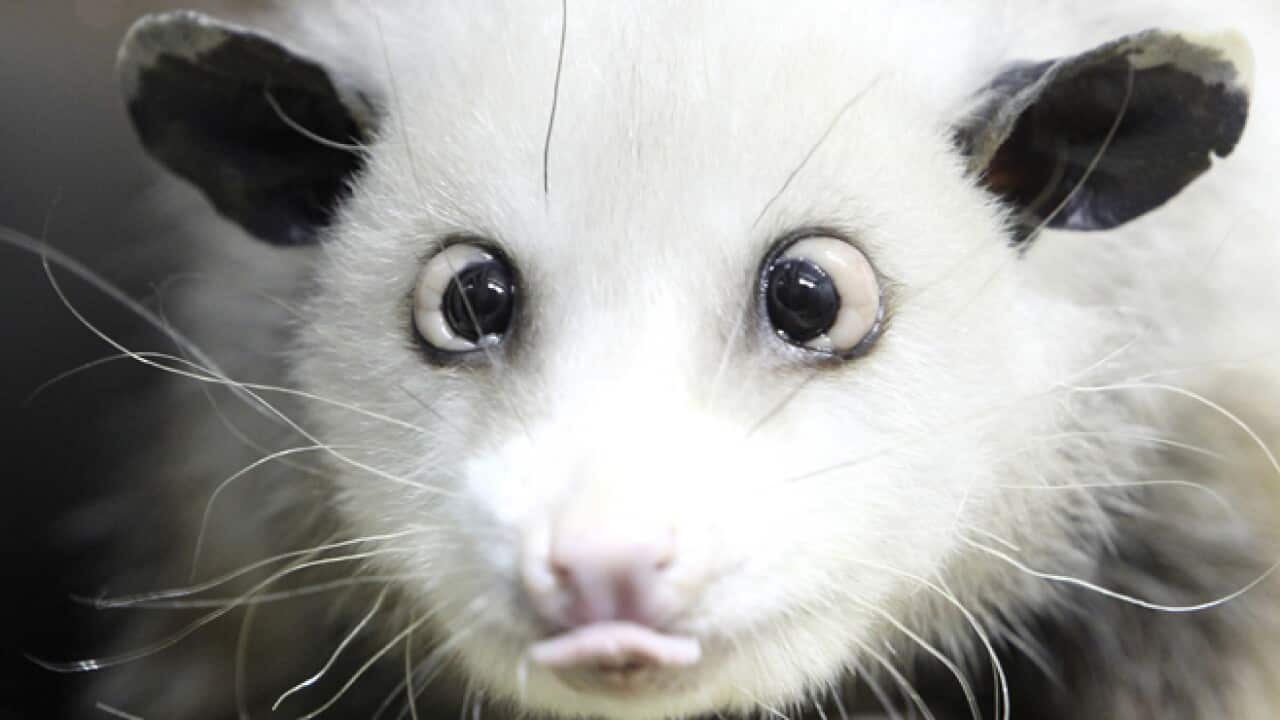 opossum_heidi_b_110201_ap_651784650