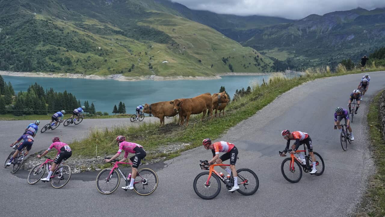 Cyclers speed through the mountains of France during the 2025 Tour de France competition.