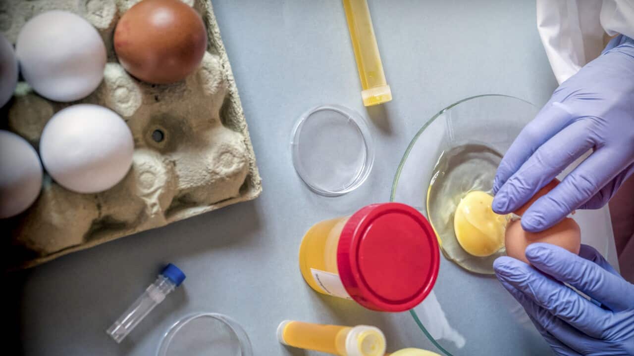 Testing eggs for fipronil insecticide, conceptual image