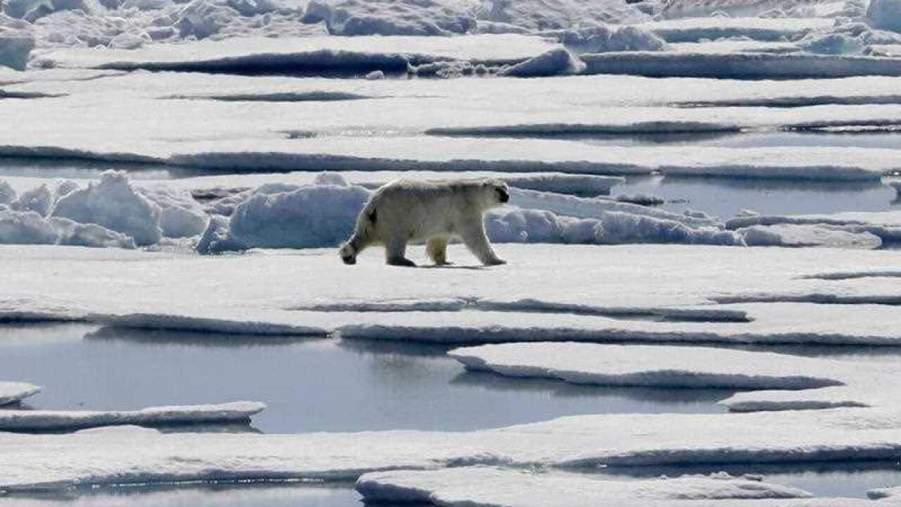 In this July 21, 2017 fiel photo a polar bear walks over sea ice floating in the Victoria Strait in the Canadian Arctic Archipelago.