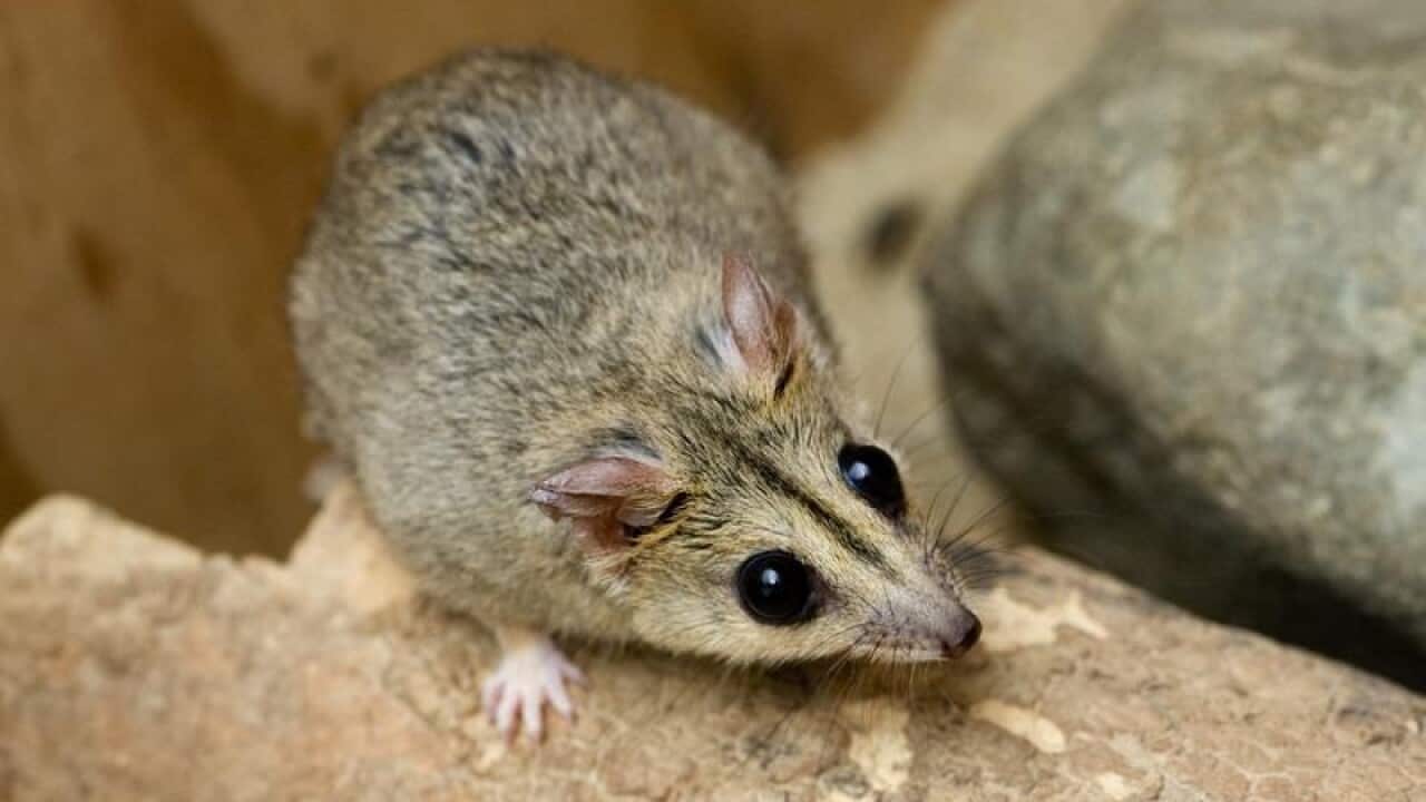 An endangered Julia Creek Dunnart.