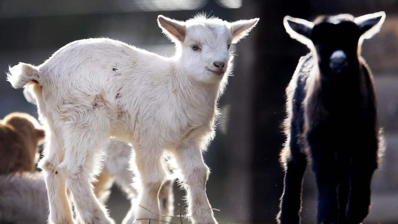 A white and a black goat in their enclosure at Opel Zoo, Germany.