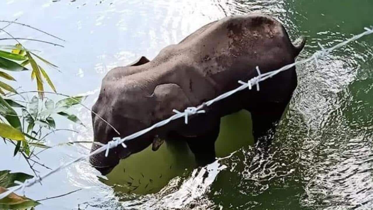 Mohan Krishnan, a section forest officer in Mannarkkad in Palakkad district, posted about the incident on Facebook.