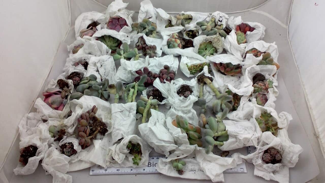 Australian Biosecurity intercepted a succulent garden arriving from China via express mail