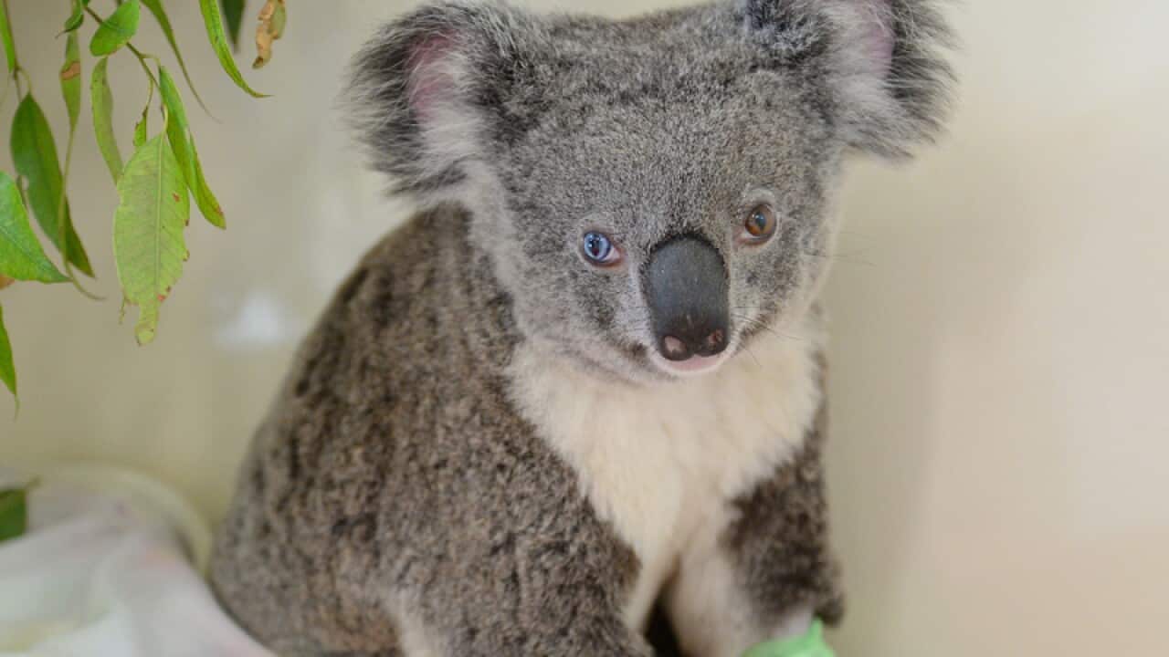 Bowie, a koala