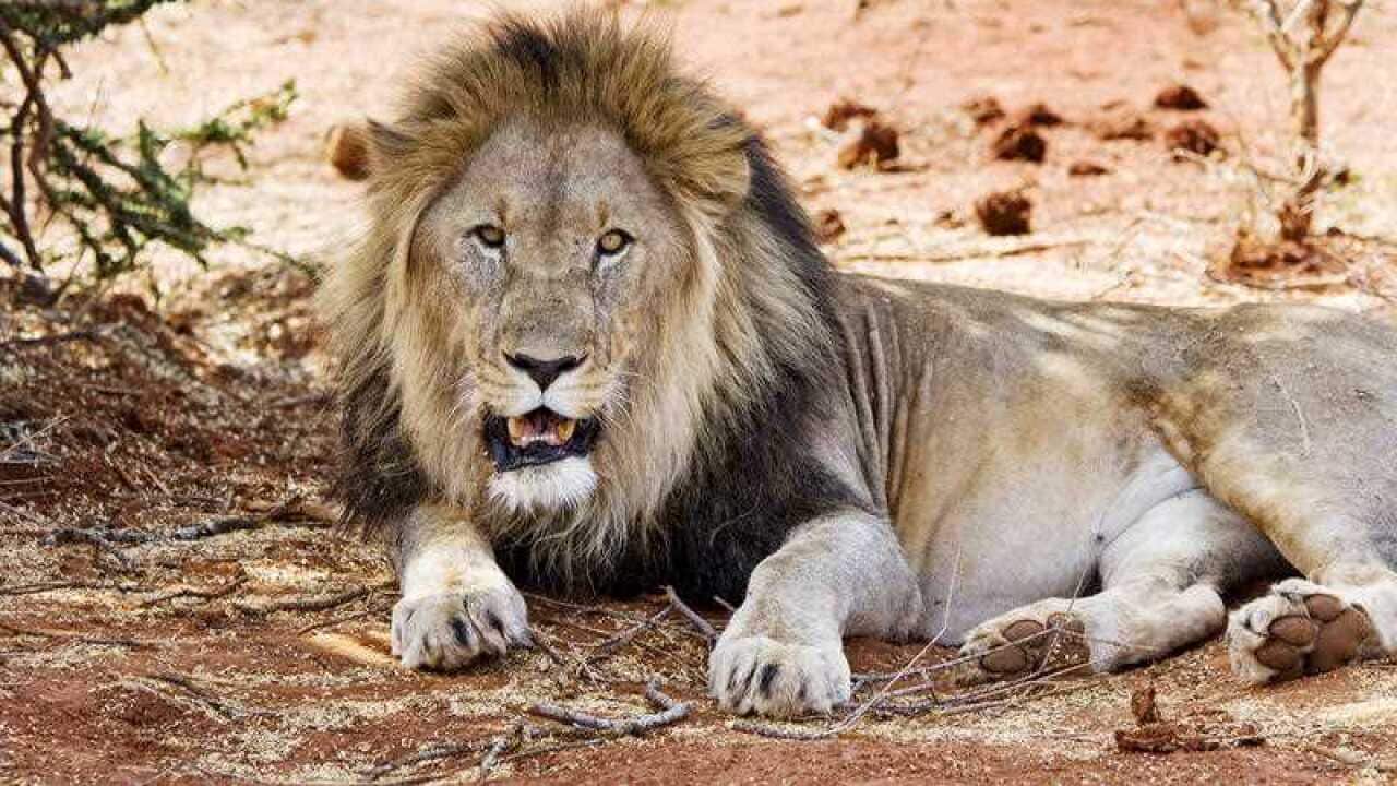Rangers believe a group of lions devoured the remains for the poacher.