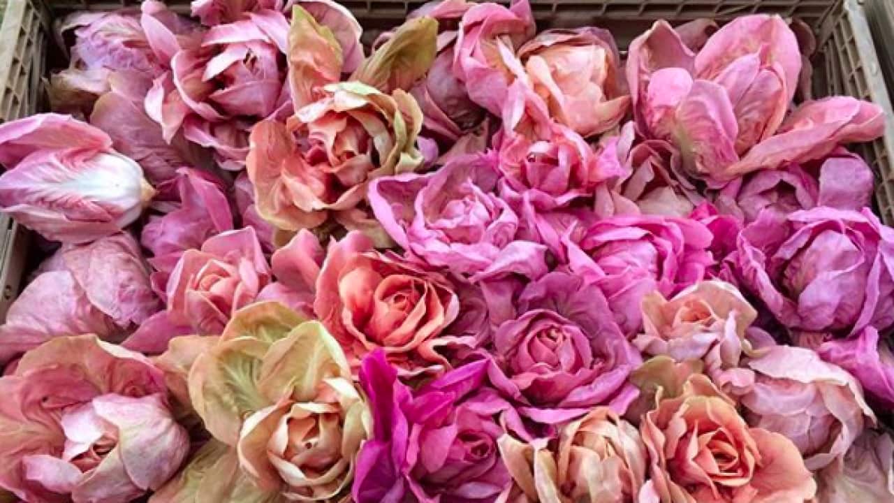 Pink Radicchio