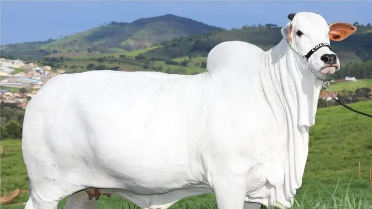 Viatina world's most expensive cow 2024