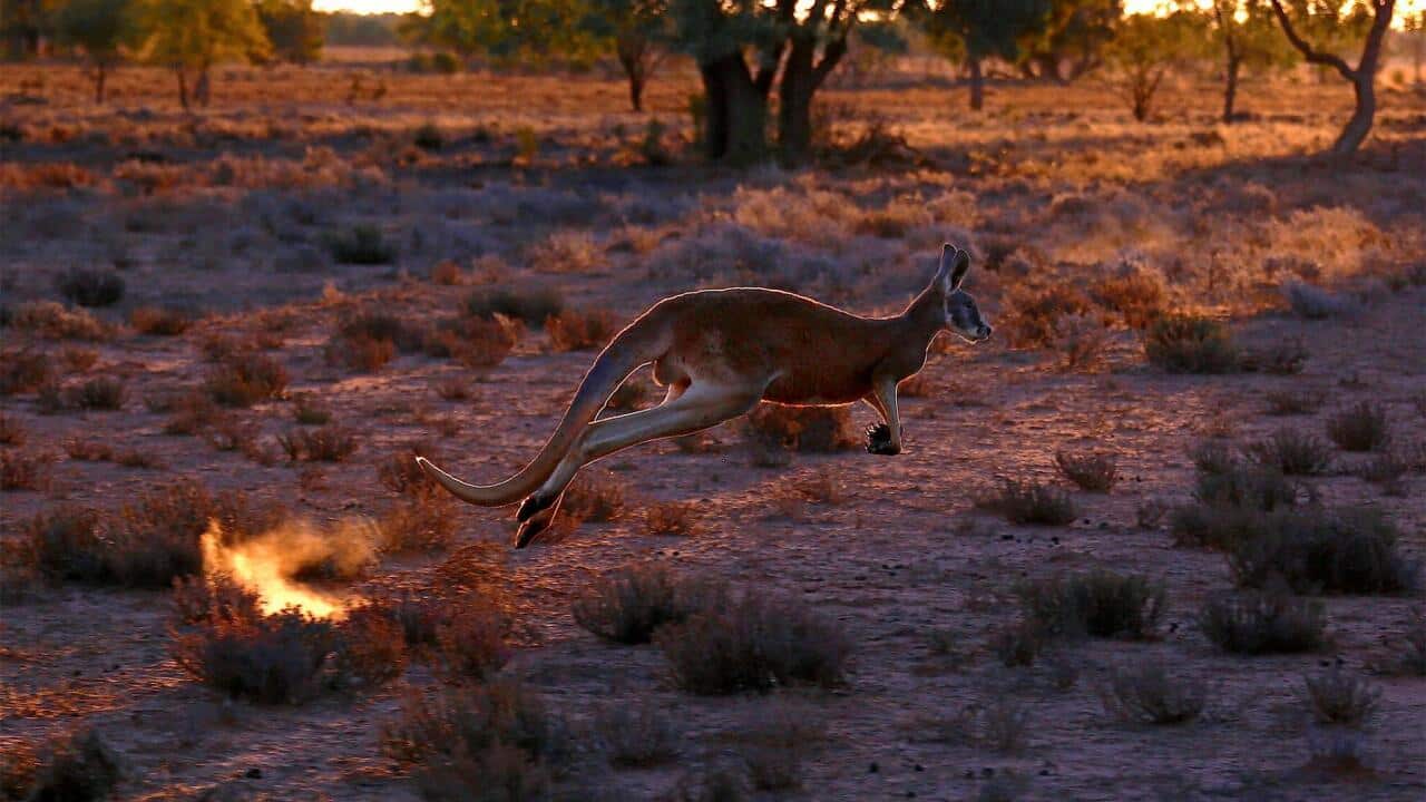Kangaroo fleeing
