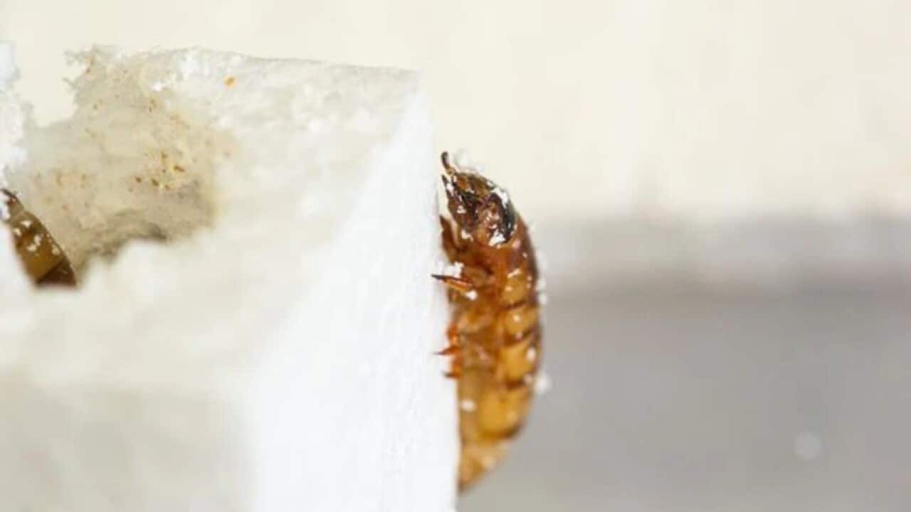 UQ researchers have discovered superworms can eat styrofoam