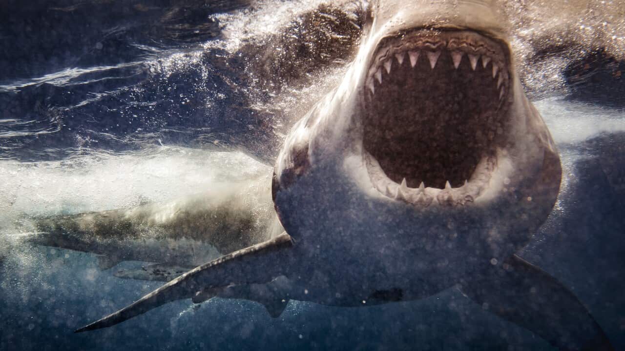 Extreme close up of Great White Shark attack with blood