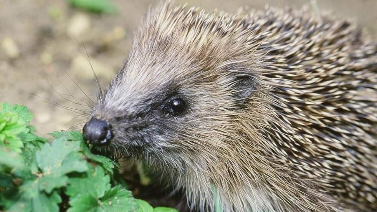 An image of a hedgehog eating in Britain.