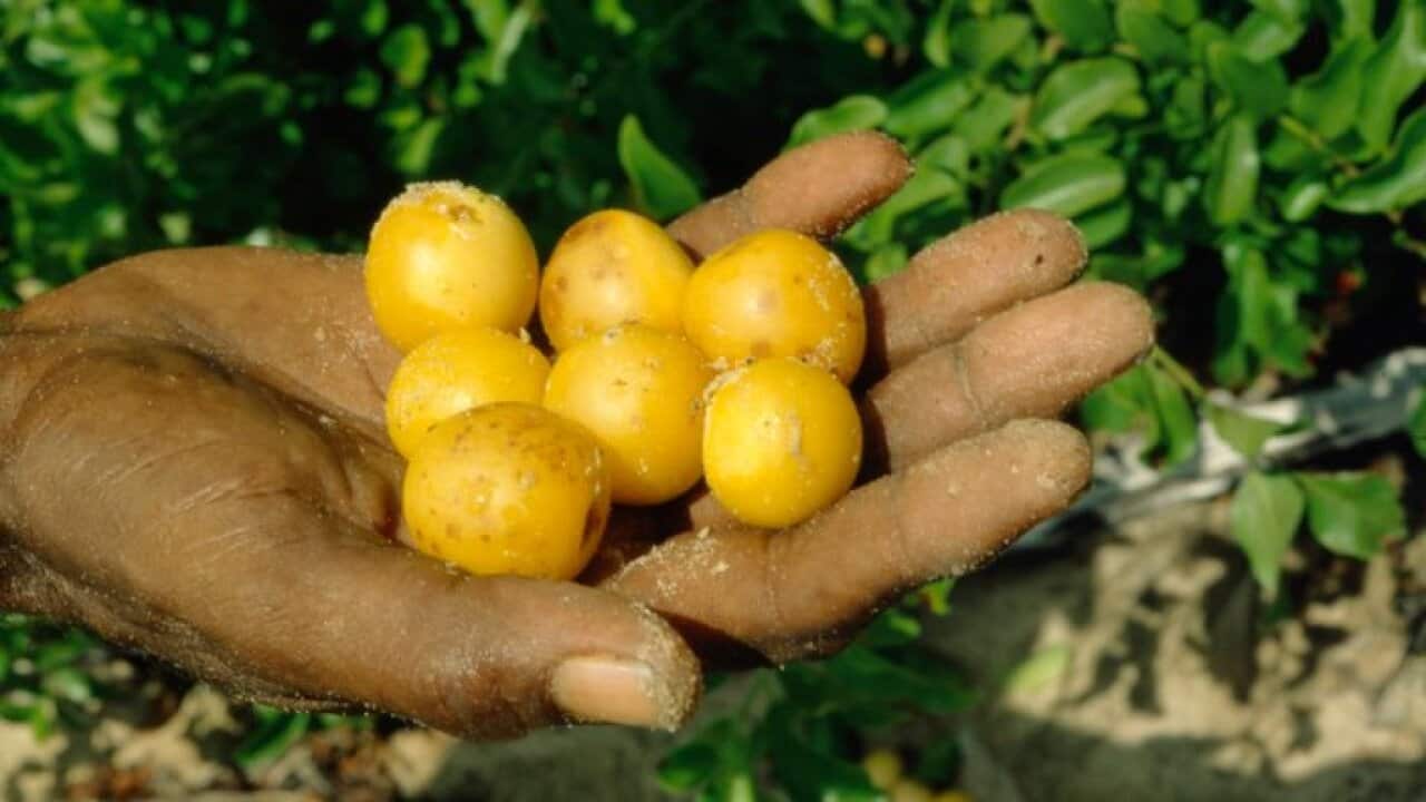 Auscape/Universal Images Group via Getty Images