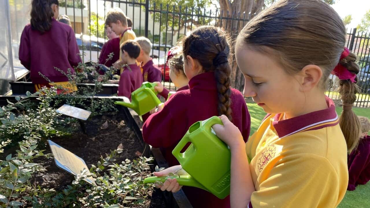 A bush tucker garden at St John the Baptist Primary School (SBS).jpg