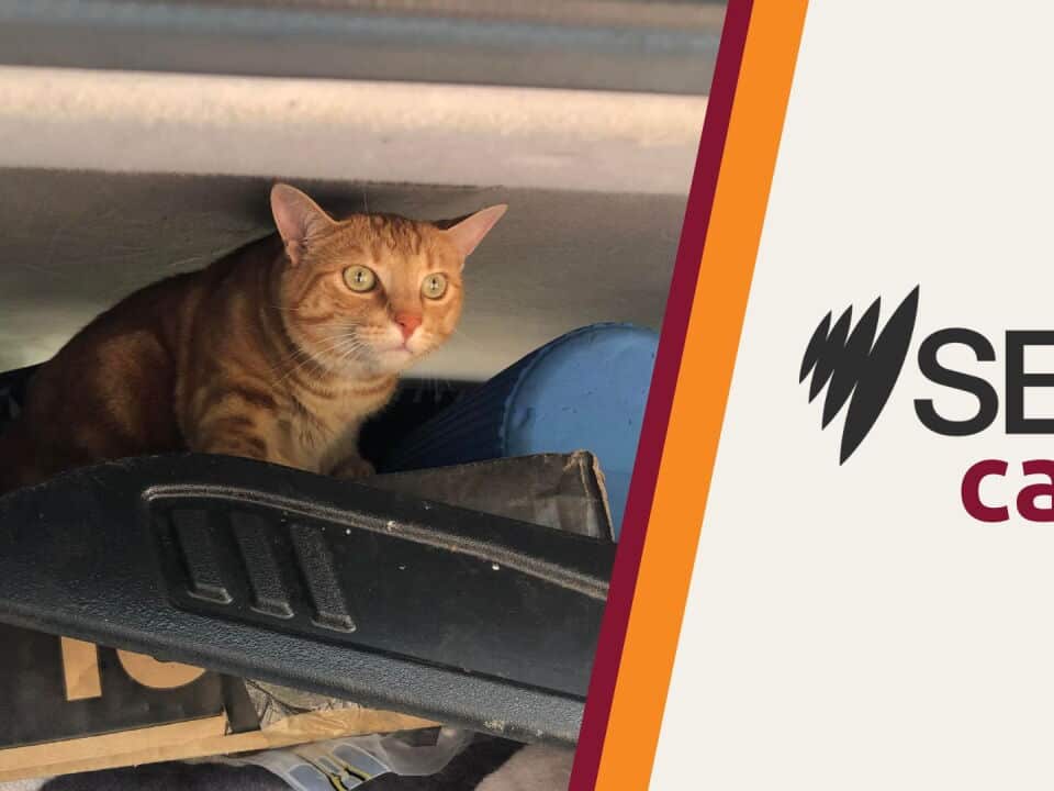 CATS.jpg