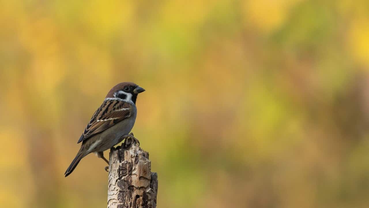 Sparrow in Nepal
