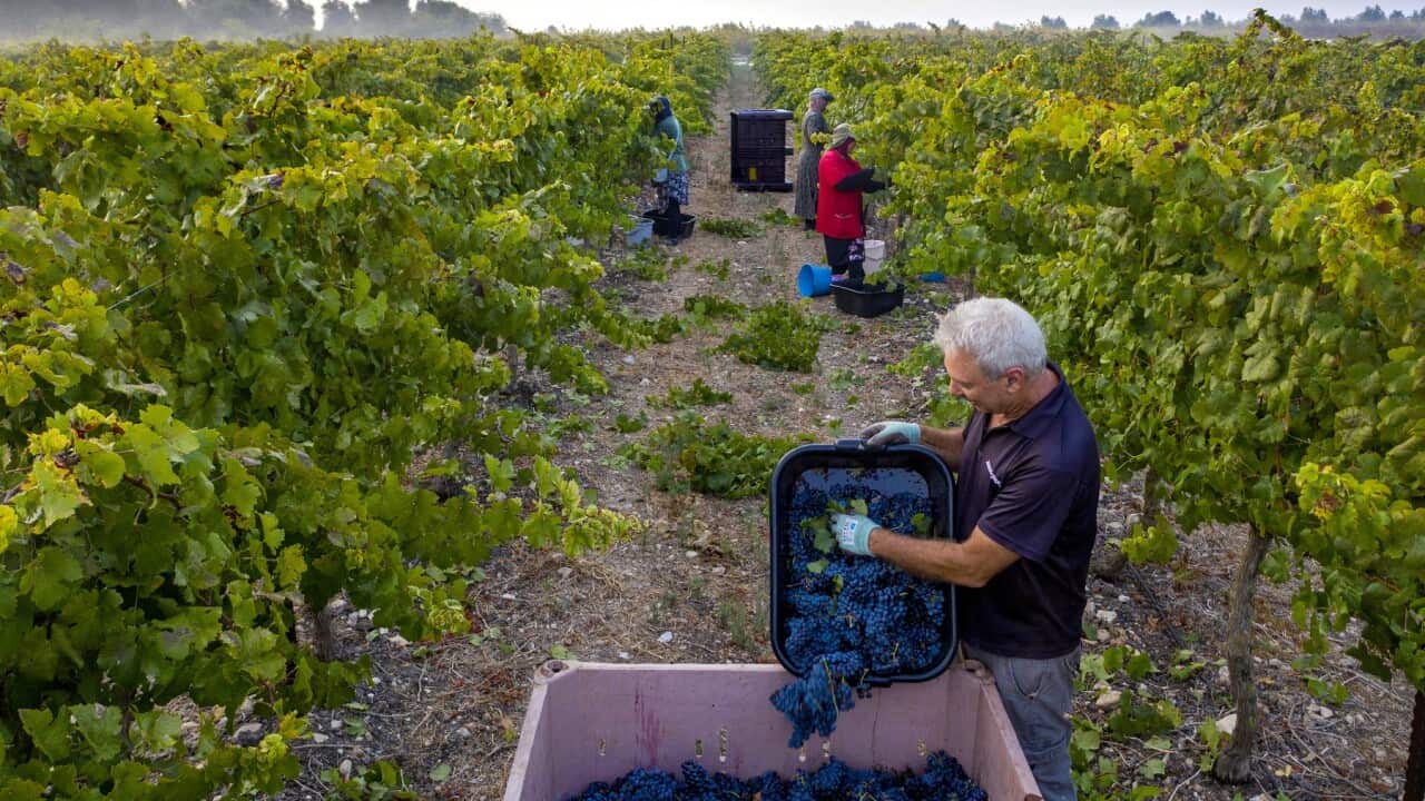 Cabernet Franc grapes picked at dawn for the start of harvest for Bar Maor Winery in Israel