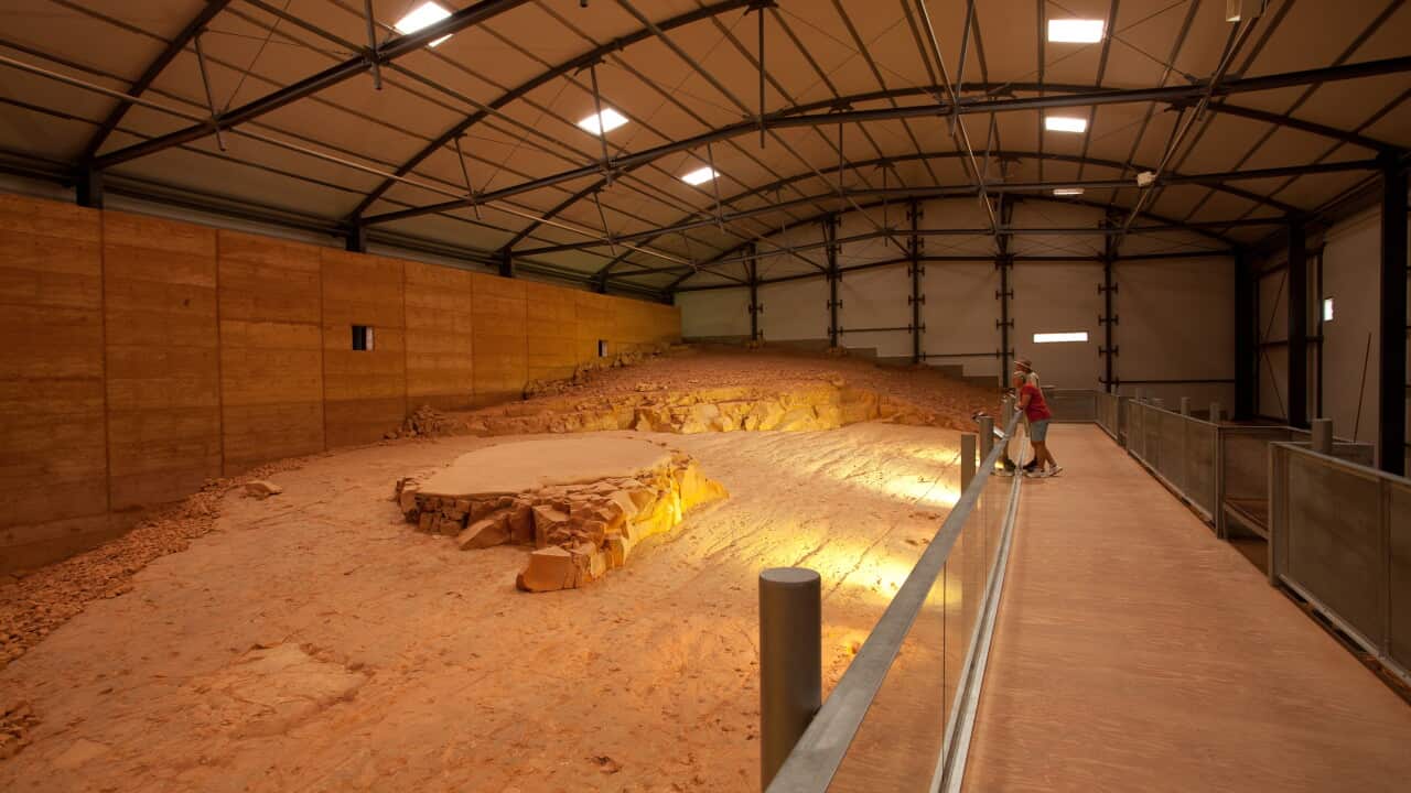 Covered footprints of dinosaurs stampede
