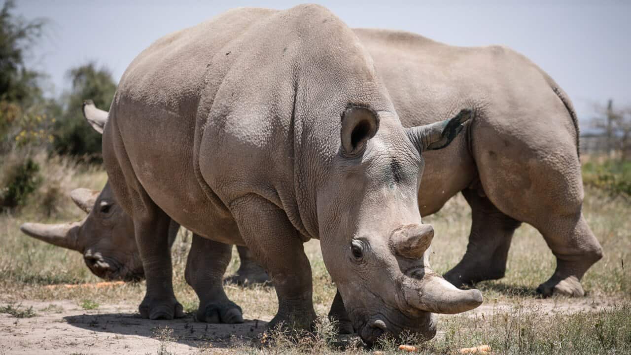 the world's last two northern white rhinos