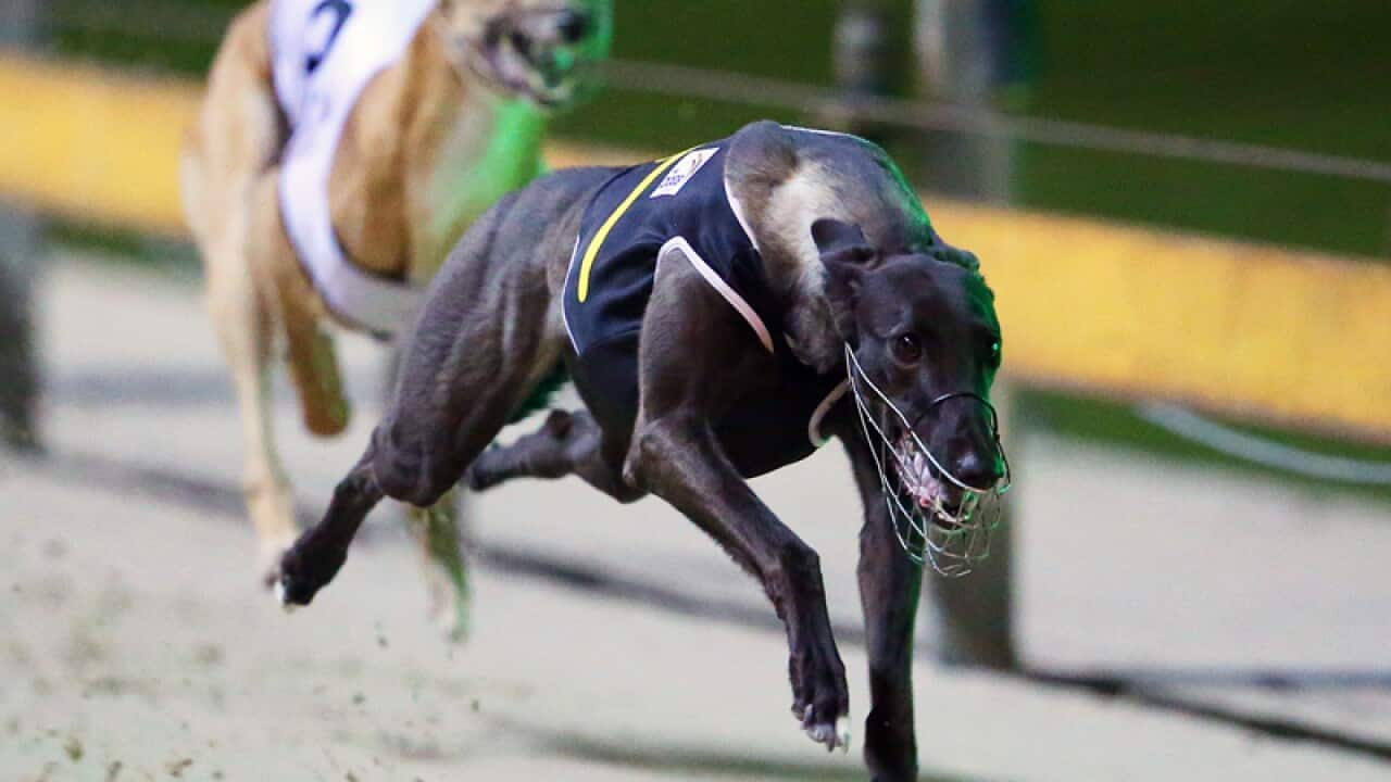 Greyhound dogs race at Wentworth