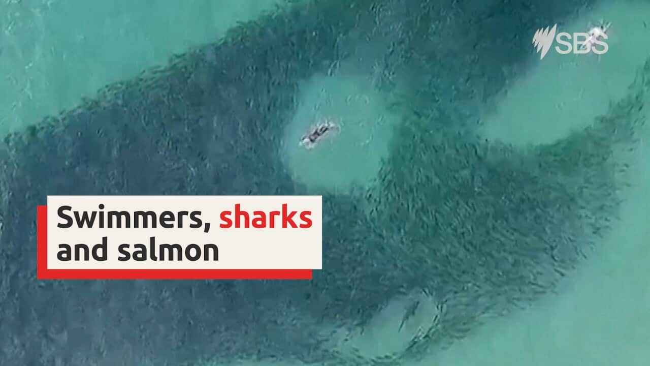 Drone footage captures swimmers close encounter  with sharks and salmon at Bondi Beach