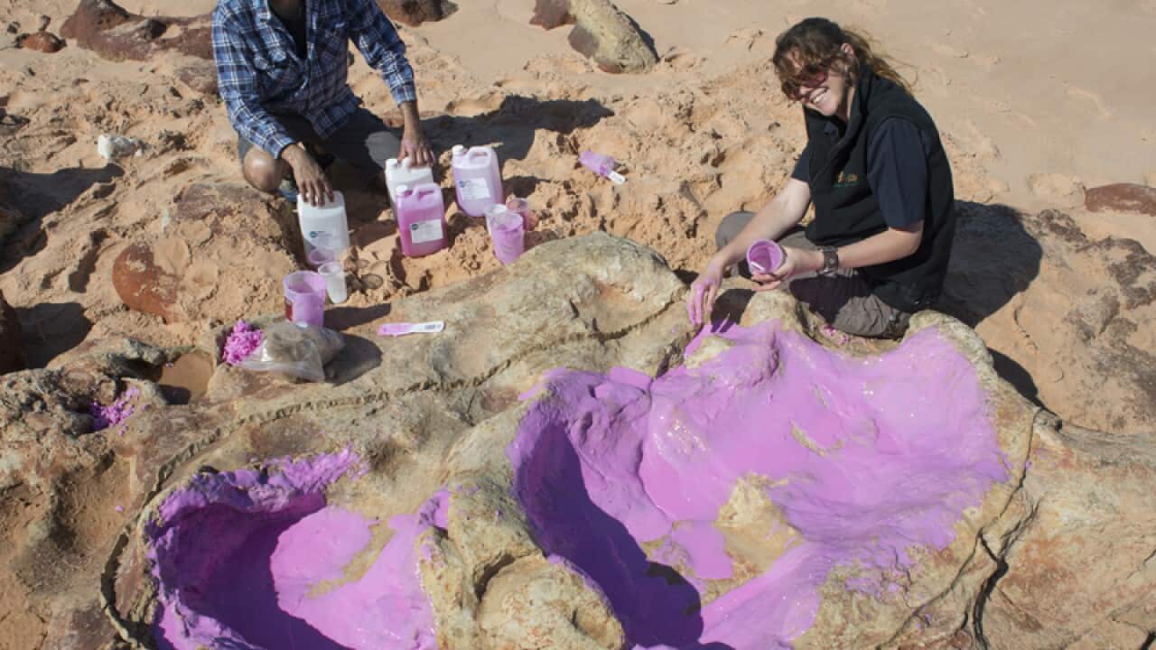 a silicon cast of sauropod tracks