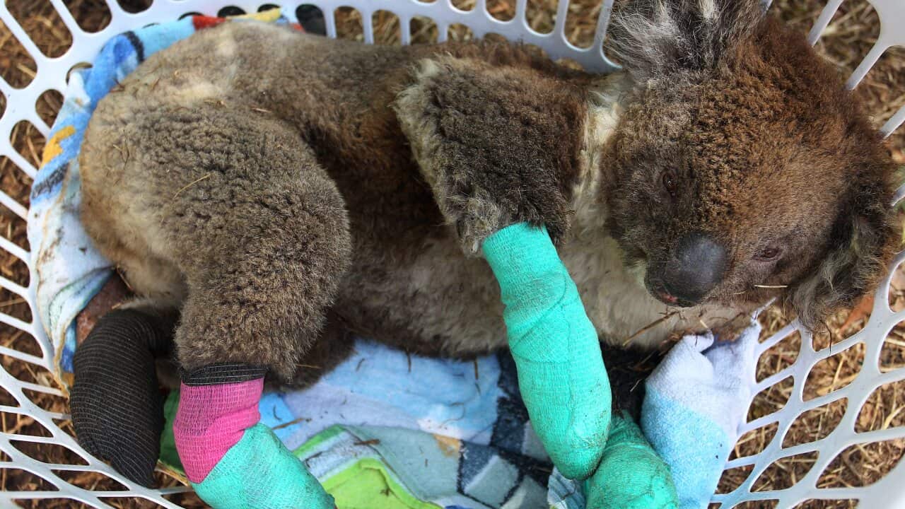 An injured koala rests in a washing basket at the Kangaroo Island Wildlife Park on 8 January, 2020.