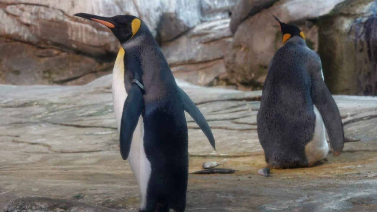 Gay penguins breed egg