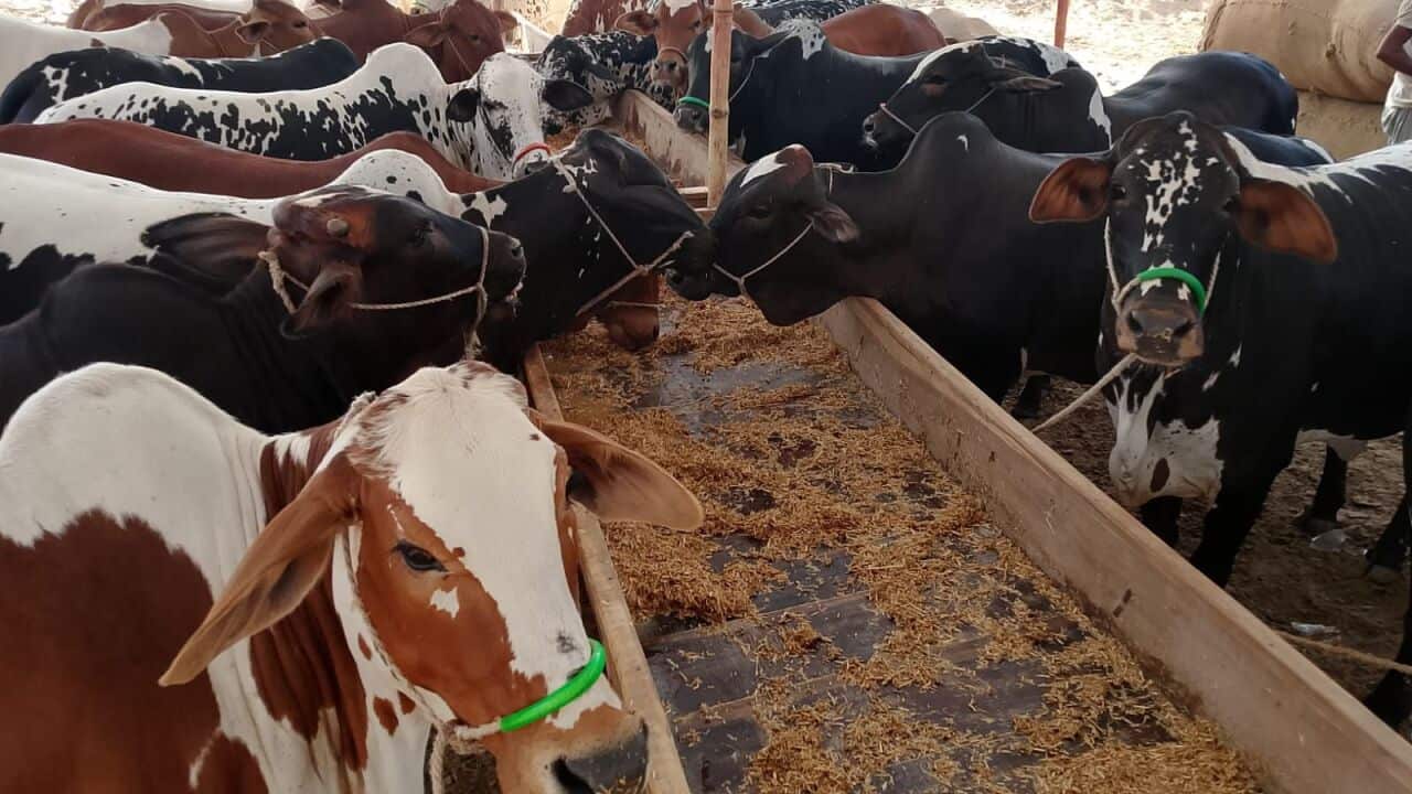 Animal market