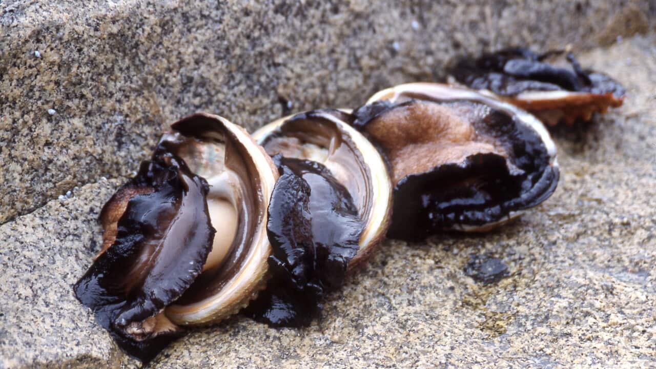 Four fresh Abalone sitting on rocks