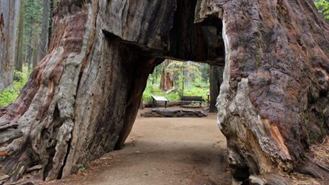 The 'tunnel tree' at Calaveras Big Trees State Park in California.