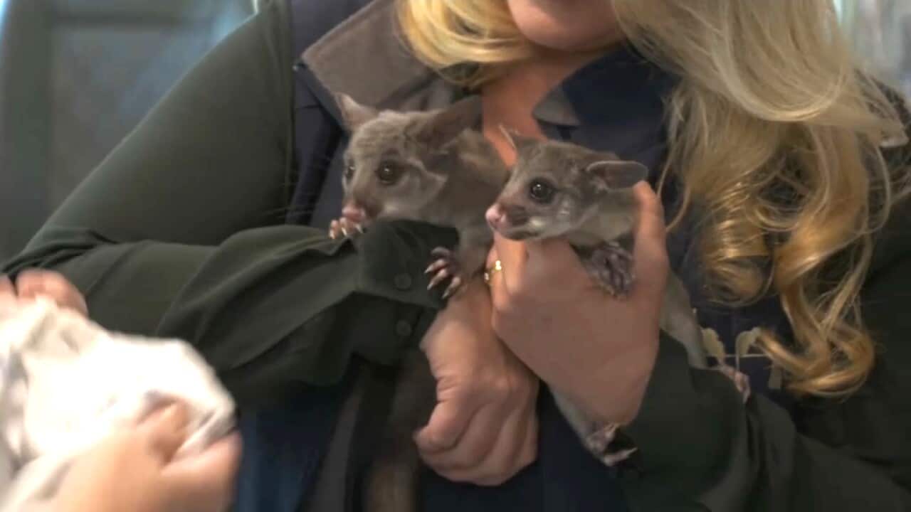 Looking after two injured possums in the vets van (AP).jpg