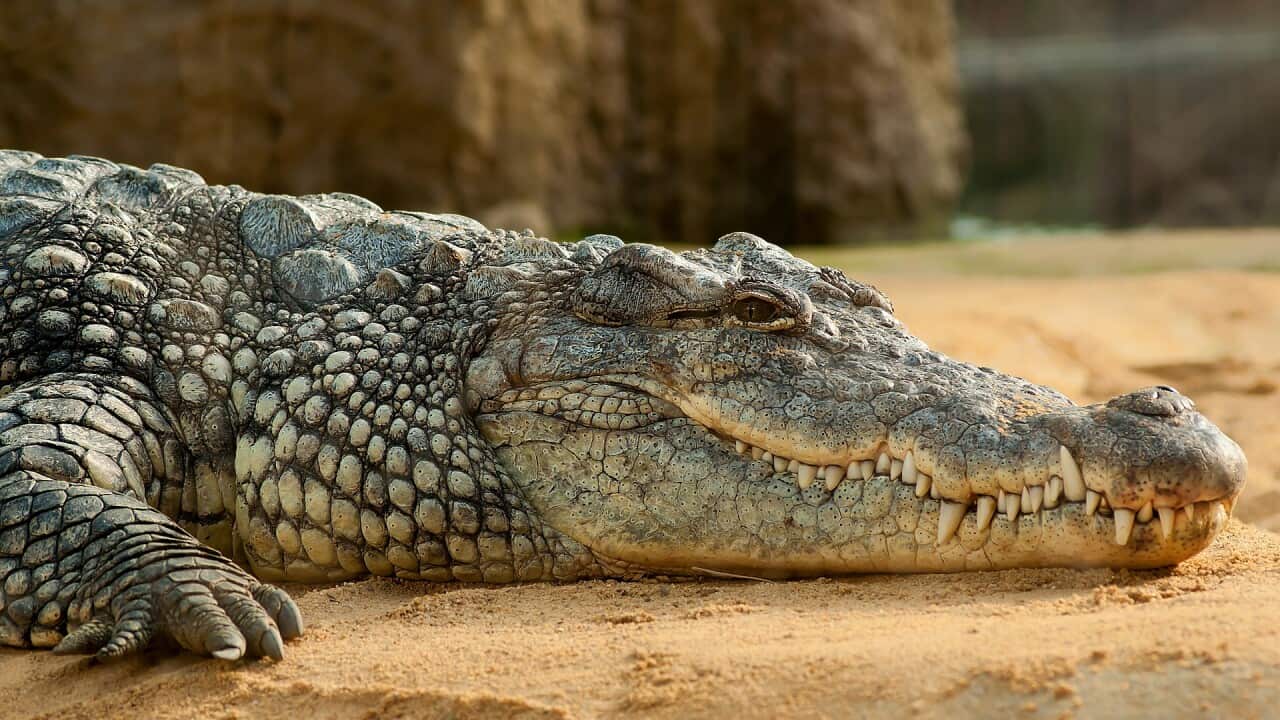 crocodile