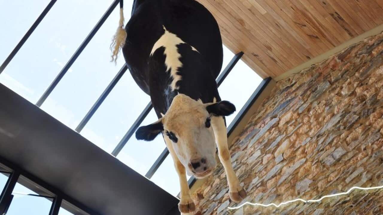 Taxidermed cow