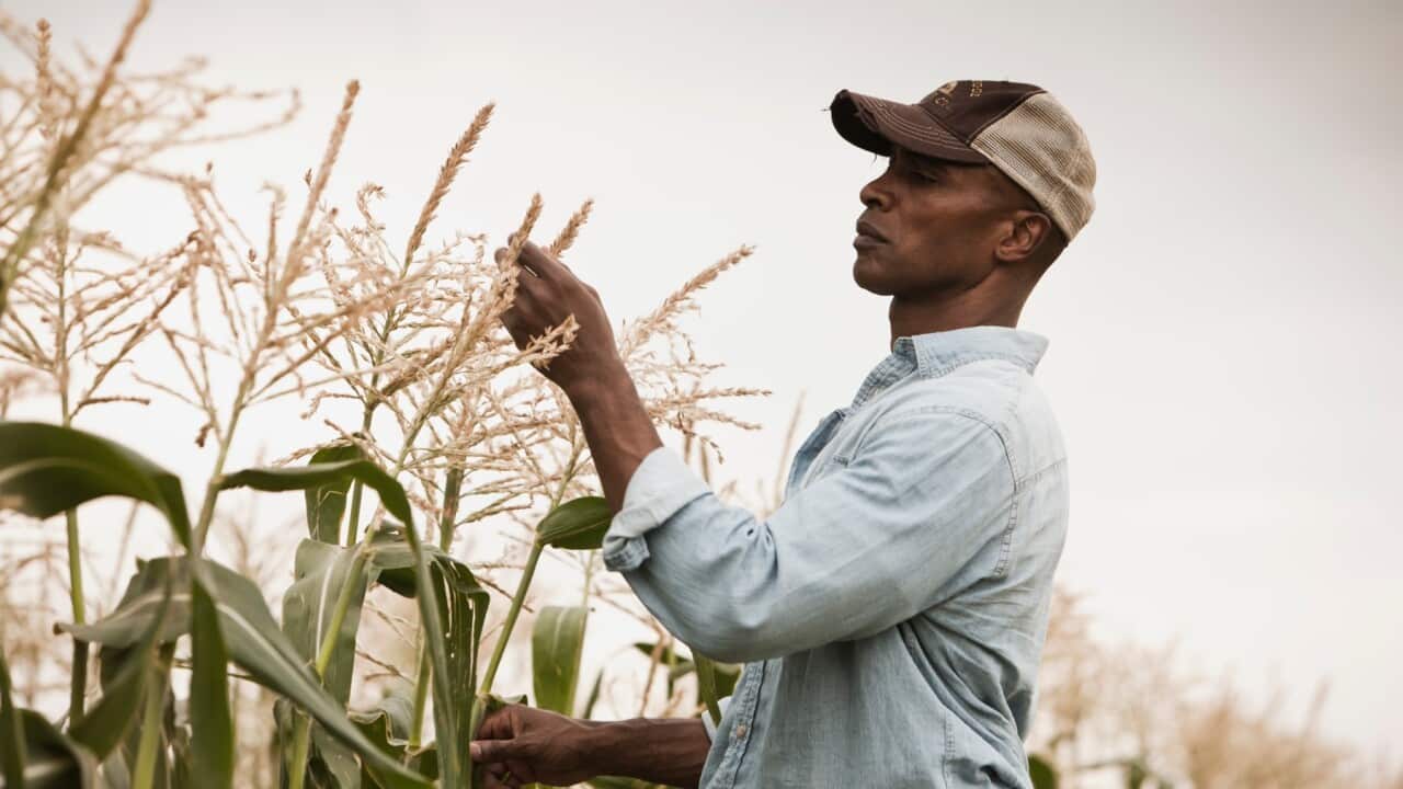 African American farmer tending crops