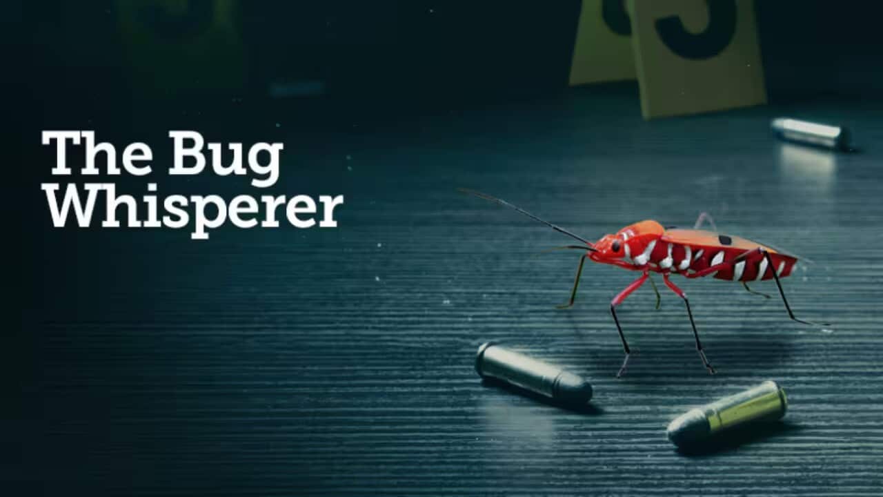 The Bug Whisperer Episodio 4, La mummia di Borgo San Dalmazzo