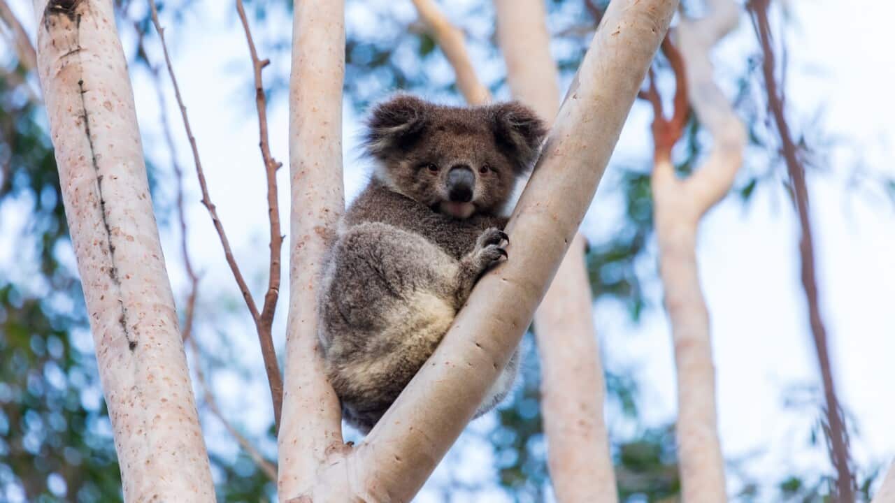 Wild Koala in a tree Australia