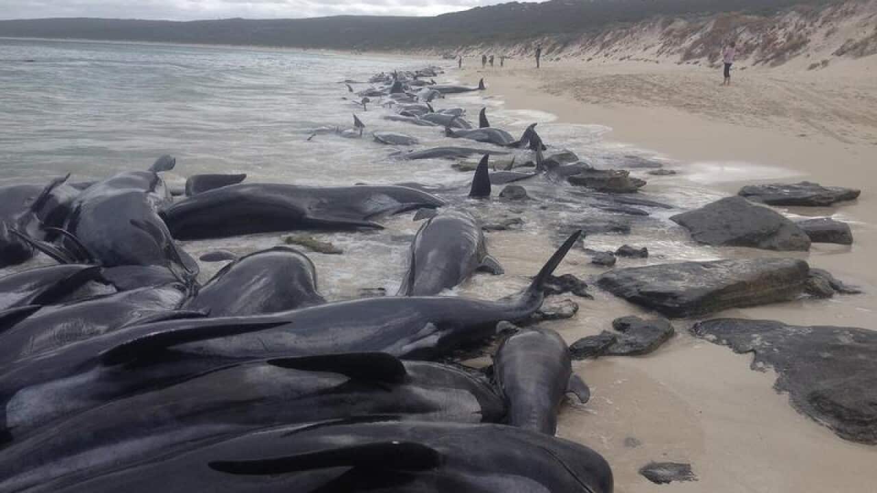 Five of the 150 whales beached in WA have been rescued and moved into deeper waters.