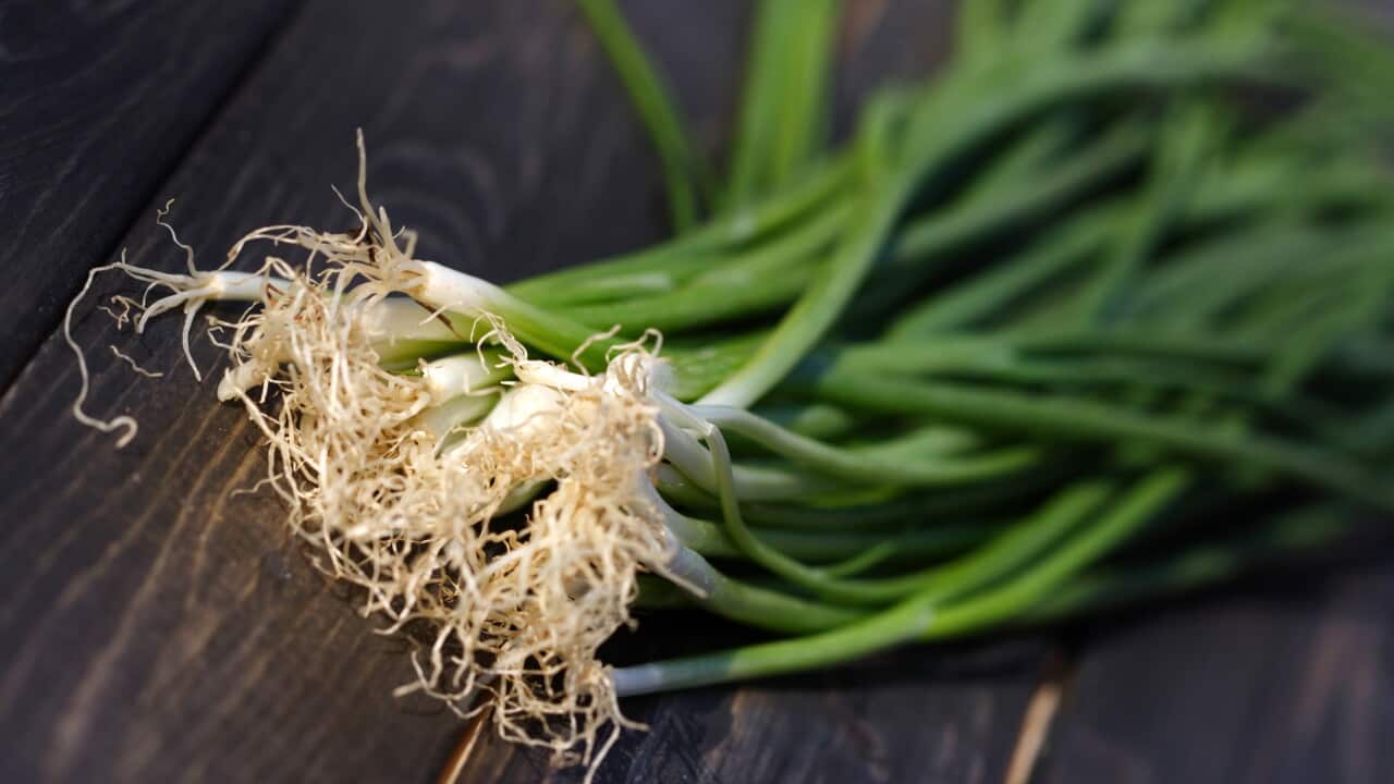Studio shot of chive - close up