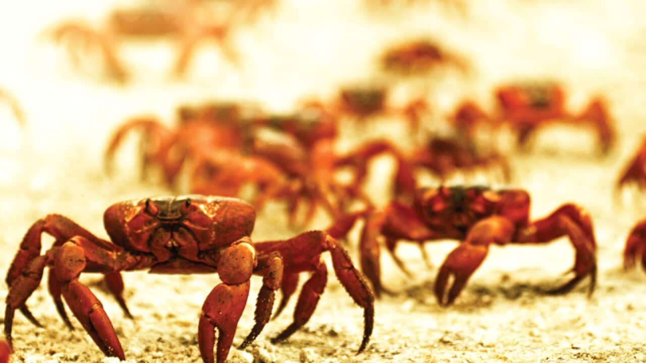 Crabs.