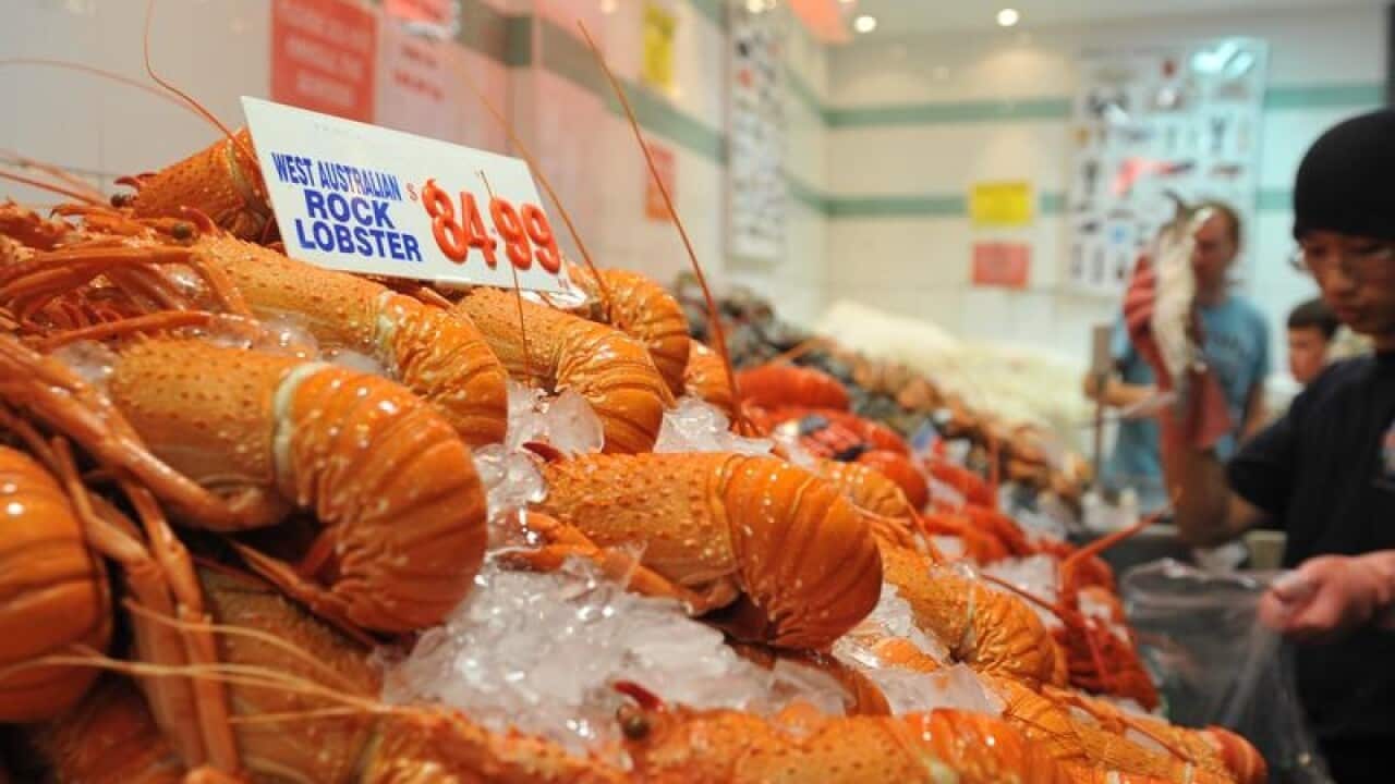 Rock lobsters on display at the Sydney Fish Market.