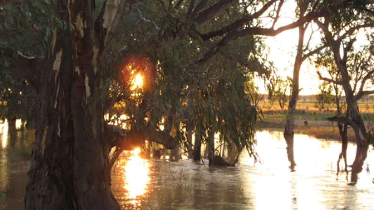 nsw_creek_flood_100215_B_aap_1200236383