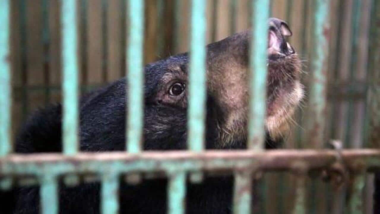 Four Paws rescued bile bears in Vietnam
