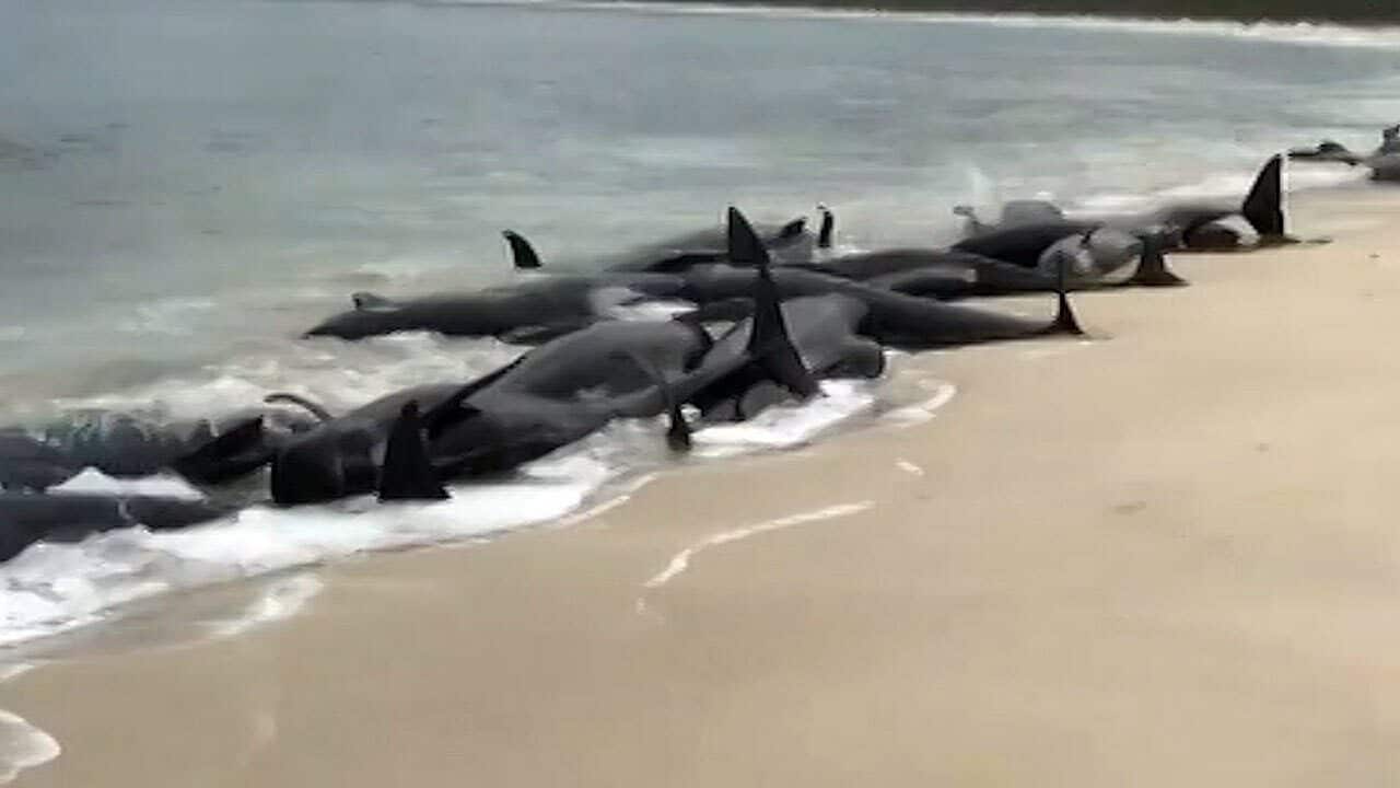 Volunteers and trained specialists are on hand to help herd the animals out to sea.