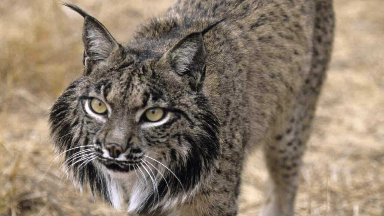 Pardel Lynx / Iberian Lynx / Spanish lynx (Lynx pardina)